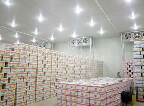 大型食品榴莲网站官网建造