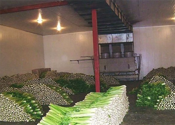 蔬菜榴莲网站官网建造存储温度及贮藏时间_榴莲视频在线观看下载制冷