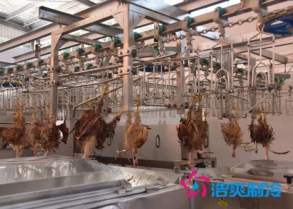 肉鸡屠宰之后需要直接入速冻库吗？-榴莲视频在线观看下载制冷